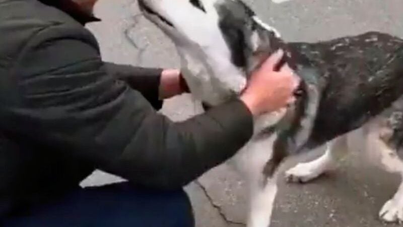Cão que se perdeu na Ucrânia na guerra chora ao reencontrar dono; [VÍDEO]
