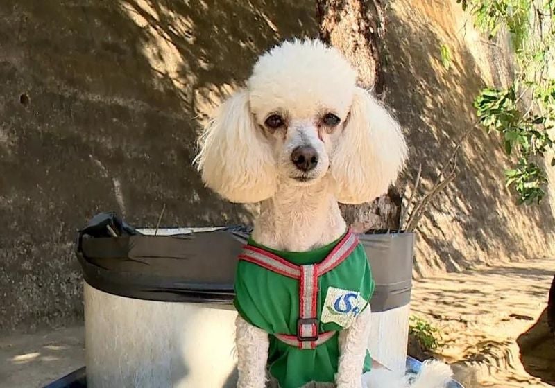 Conheça Algodão, cão gari que faz o maior sucesso em cidade do ES
