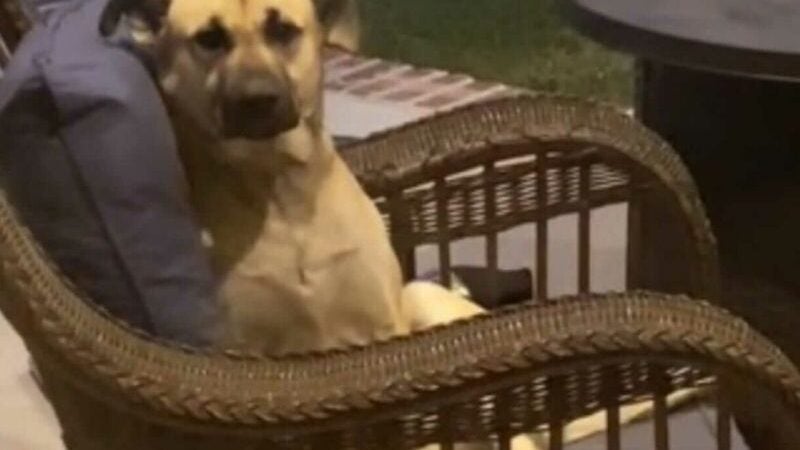 Família acorda com cachorro caramelo na varanda e ajuda com um lar