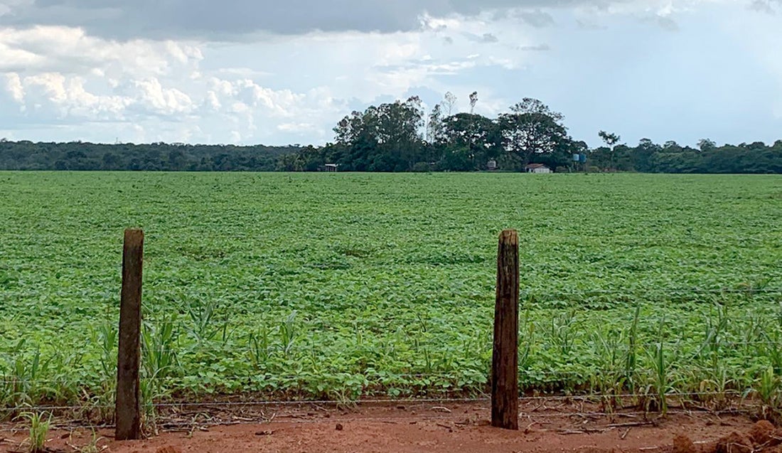Relatório aponta balanço positivo de sequestro de carbono em fazendas de associados da Aprosoja Mato Grosso