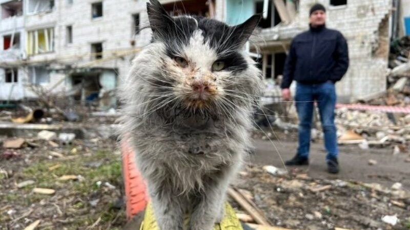 Final feliz: Gato que sobreviveu a bombardeio na Ucrânia ganha um lar!