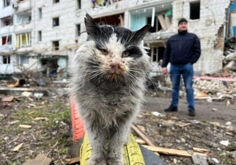 Final feliz: Gato que sobreviveu a bombardeio na Ucrânia ganha um lar!