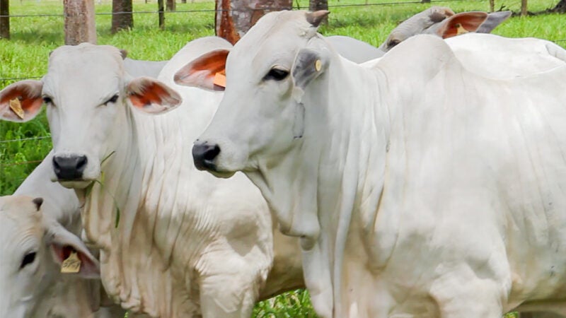 Cotação do boi gordo e da vaca em Mato Grosso tem queda e mercado segue estagnado