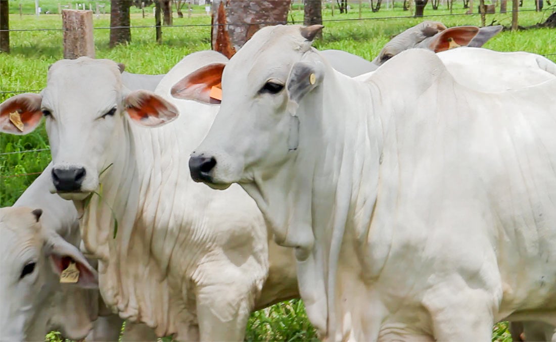 Cotação do boi gordo e da vaca em Mato Grosso tem queda e mercado segue estagnado