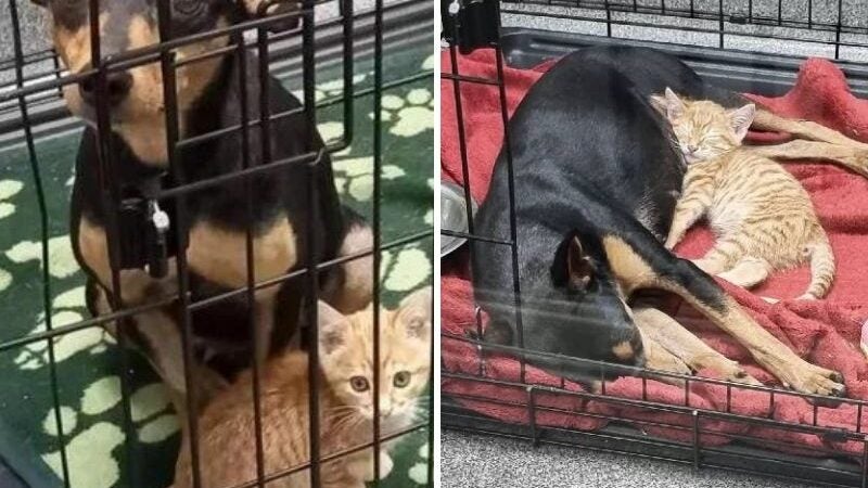 Gatinho escapa de gaiola para confortar cachorra assustada