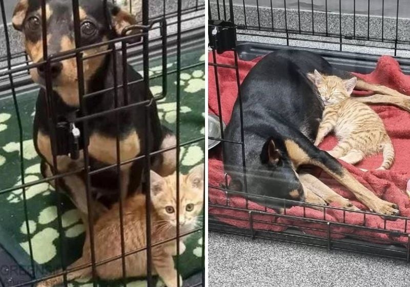 Gatinho escapa de gaiola para confortar cachorra assustada