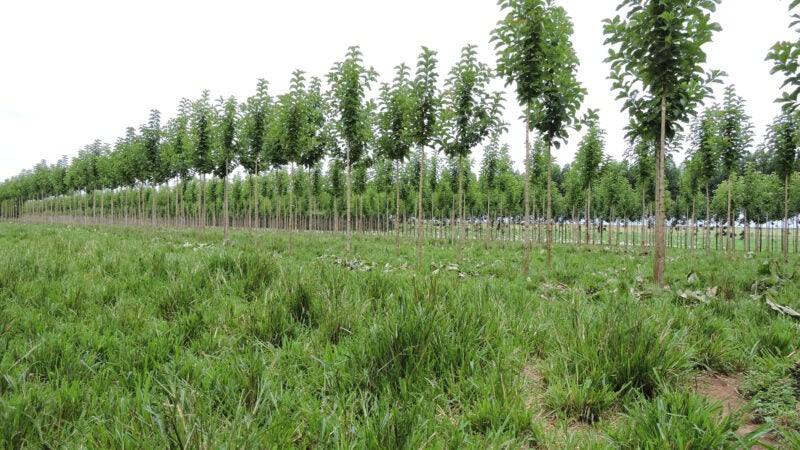 Planilha ajuda produtor a planejar plantio de árvores em ILPF