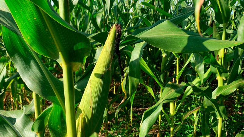 Cai preço do milho disponível em Mato Grosso e média é de R$ 73, sinaliza IMEA