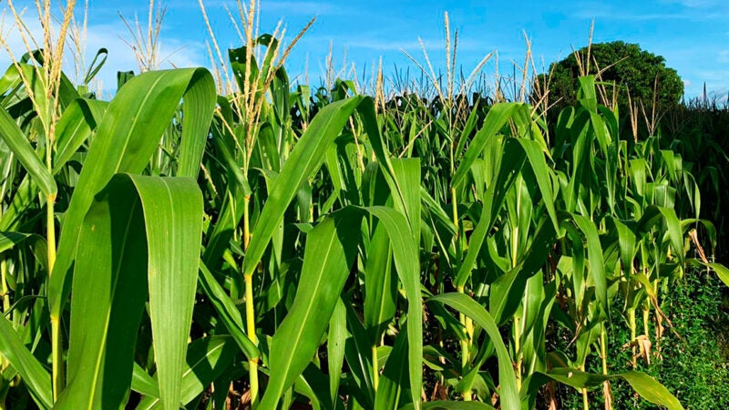 Produtores de milho em algumas regiões de MT estão preocupados com falta de chuva; safrinha pode ter perdas