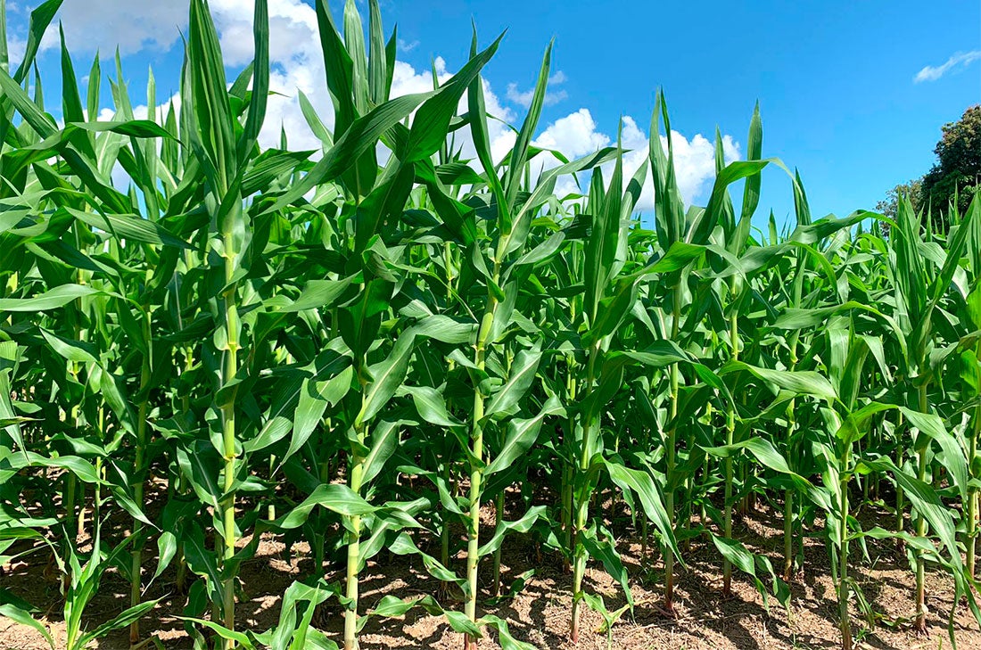 Preço do milho disponível em Mato Grosso cai e média fica em R$ 73