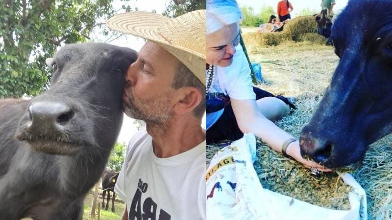 Lembra das Búfalas de Brotas? A história delas teve um final feliz!