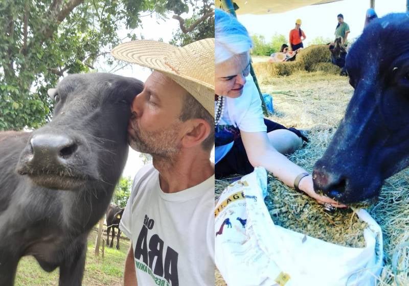 Lembra das Búfalas de Brotas? A história delas teve um final feliz!