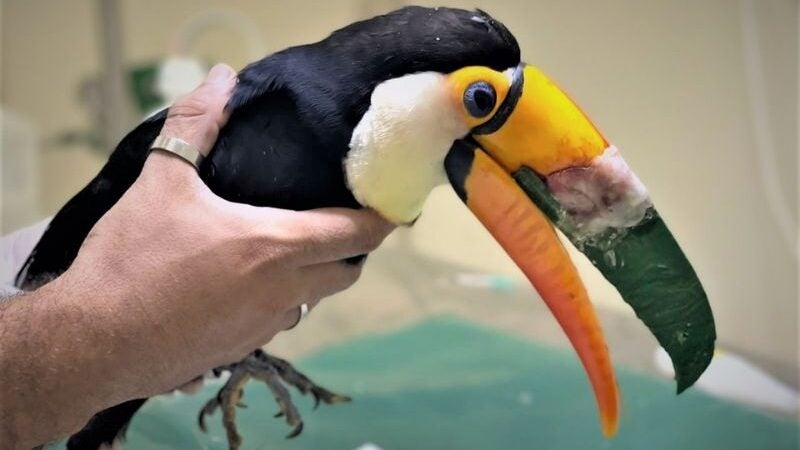 Tucano que quebrou o bico recebe prótese de impressora 3D e volta a comer