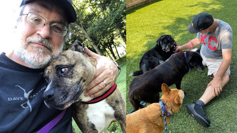 Homem cria abrigo para cães idosos abandonados terem 2ª chance