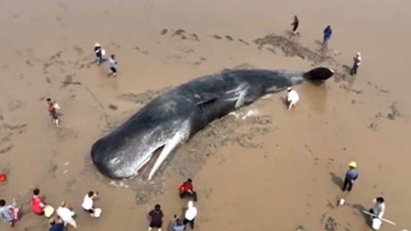 Após 20 horas, bombeiros e voluntários devolvem baleia ao mar. Vídeo