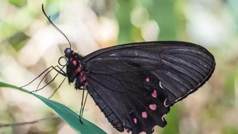 Ameaçada de extinção, borboleta é vista em Brumadinho após 10 anos
