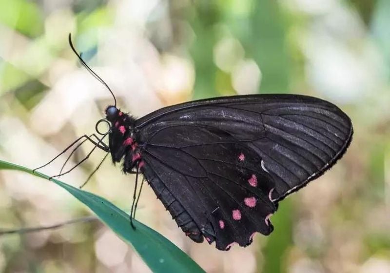 Ameaçada de extinção, borboleta é vista em Brumadinho após 10 anos