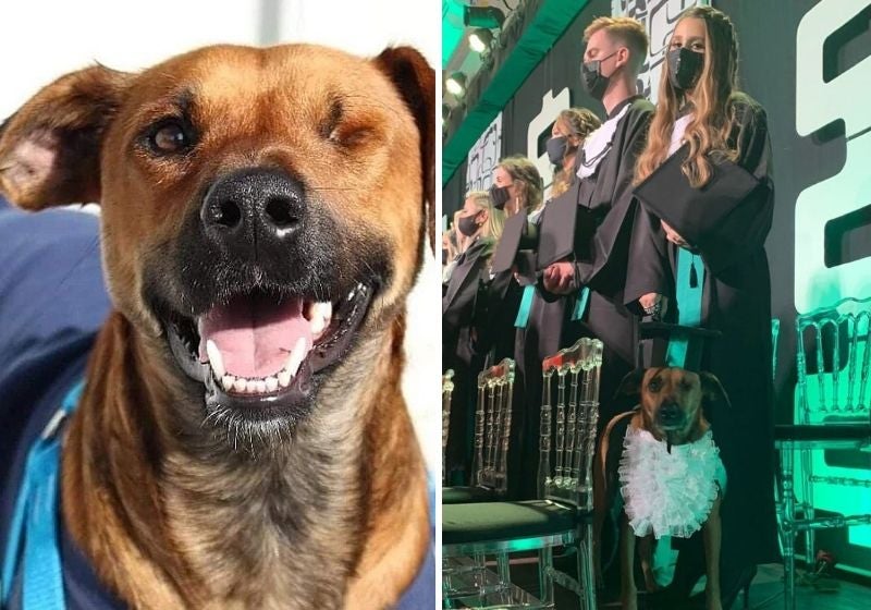 Cachorro caramelo é adotado por universidade e ganha ‘Diploma de graduaCão’