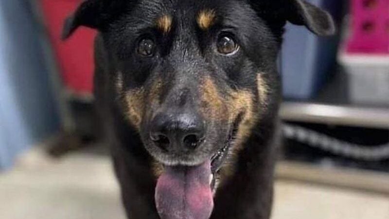 Cão abandonado por donos por acharem que ele era gay é adotado por casal homossexual