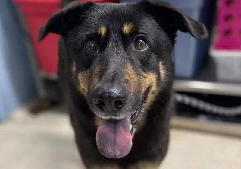 Cão abandonado por donos por acharem que ele era gay é adotado por casal homossexual