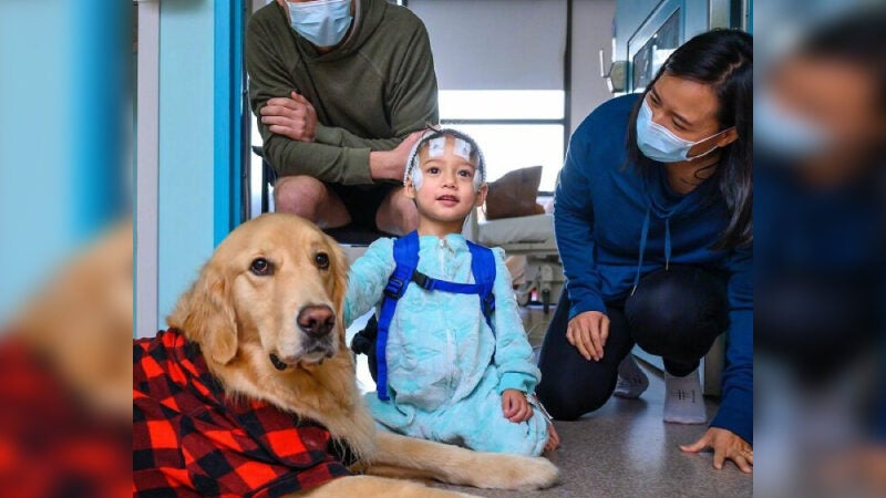 Labrador se torna assistente em um hospital pediátrico