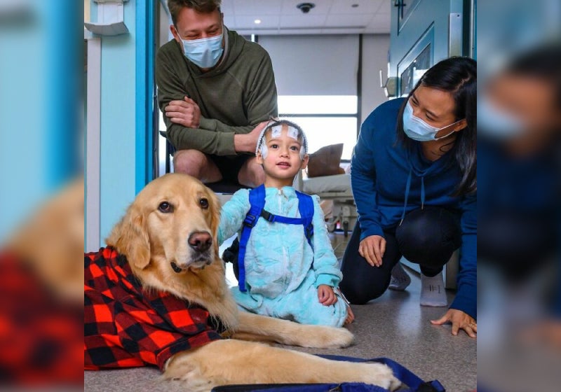 Labrador se torna assistente em um hospital pediátrico