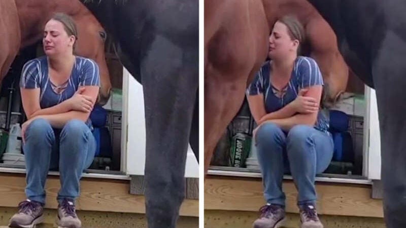 Cavalo consola cuidadora que estava se divorciando. Vídeo