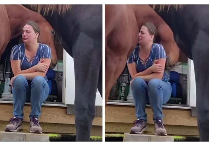 Cavalo consola cuidadora que estava se divorciando. Vídeo