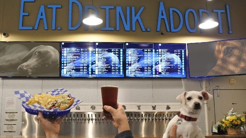 Curado da depressão resgata cães da morte e põe em cervejaria para adoção