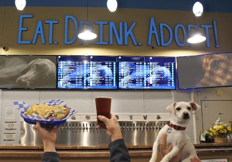 Curado da depressão resgata cães da morte e põe em cervejaria para adoção