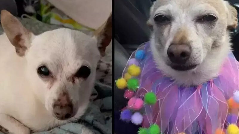 Chihuahua de 21 anos é o cão mais velho do mundo segundo o Guinness