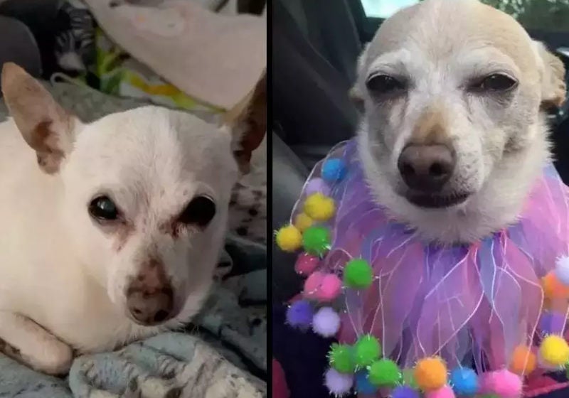 Chihuahua de 21 anos é o cão mais velho do mundo segundo o Guinness