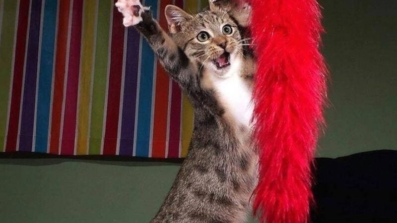 Ganhe até R$ 12 mil em concurso de foto mais engraçada de pet