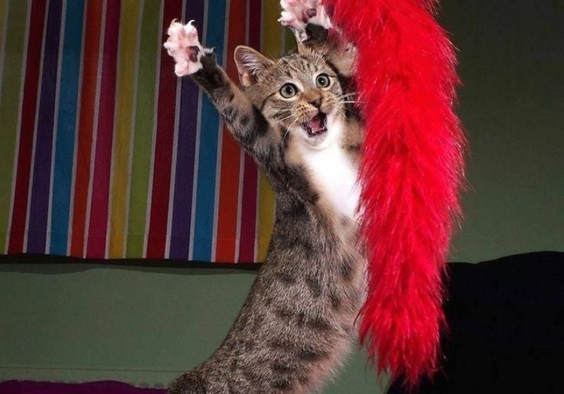 Ganhe até R$ 12 mil em concurso de foto mais engraçada de pet