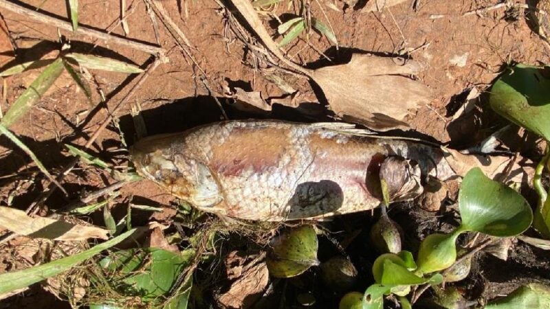Sema notifica Usina Hidrelétrica por morte de peixes no Manso