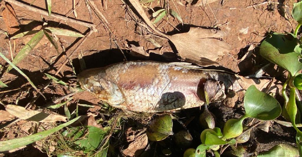 Sema notifica Usina Hidrelétrica por morte de peixes no Manso