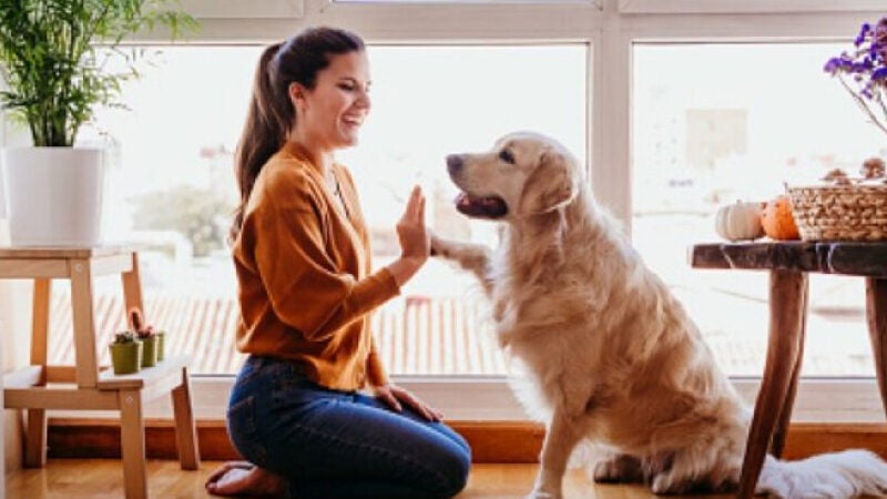 Empresa oferece vagas de emprego exclusivas para ‘pais de pets’ em BH