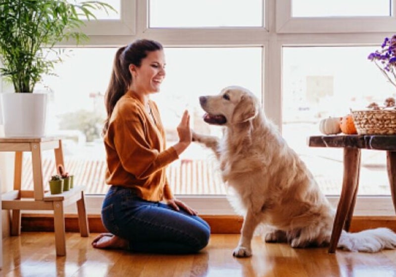 Empresa oferece vagas de emprego exclusivas para ‘pais de pets’ em BH