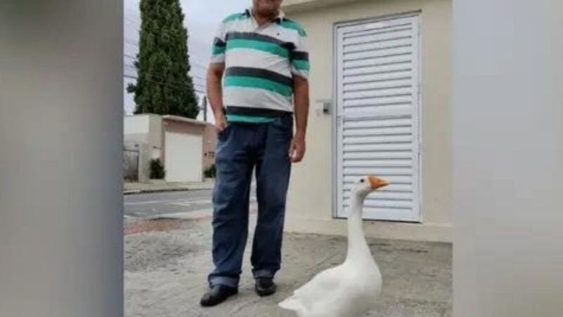 Gansa faz sucesso ao passear ao lado do dono em SC