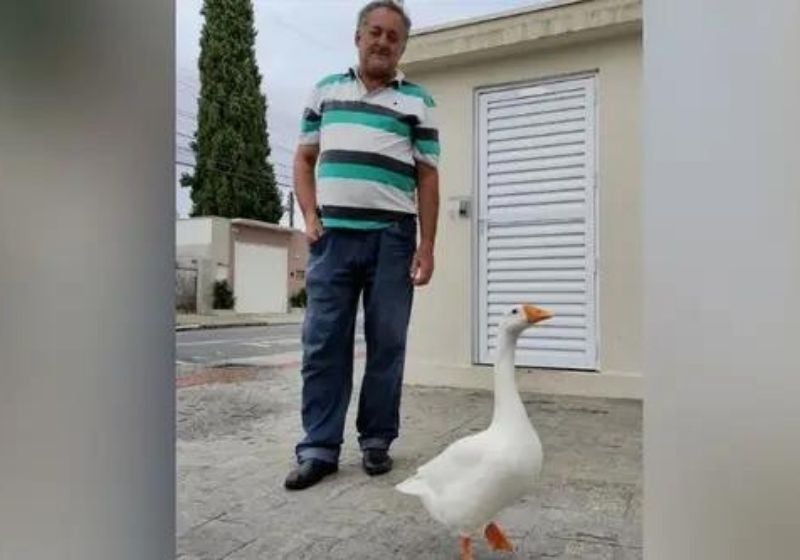 Gansa faz sucesso ao passear ao lado do dono em SC