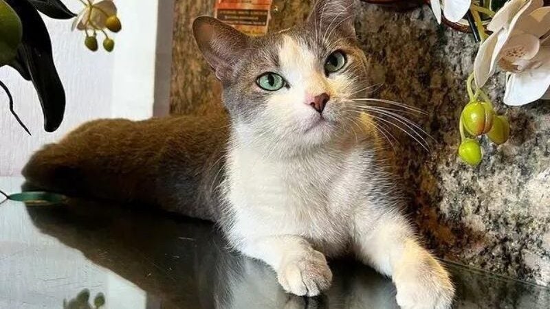 Ex-gato de rua se torna recepcionista de sucesso em hotel
