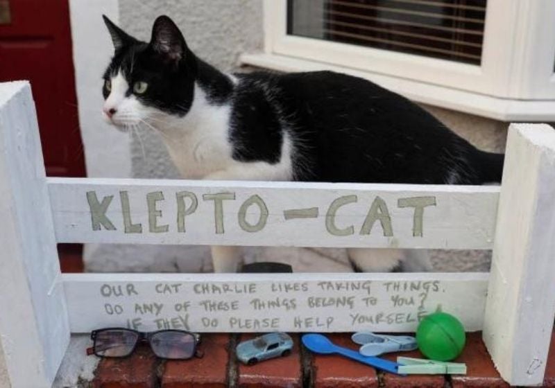 Gato ladrão faz tutora montar caixa de devolução de brinquedos roubados