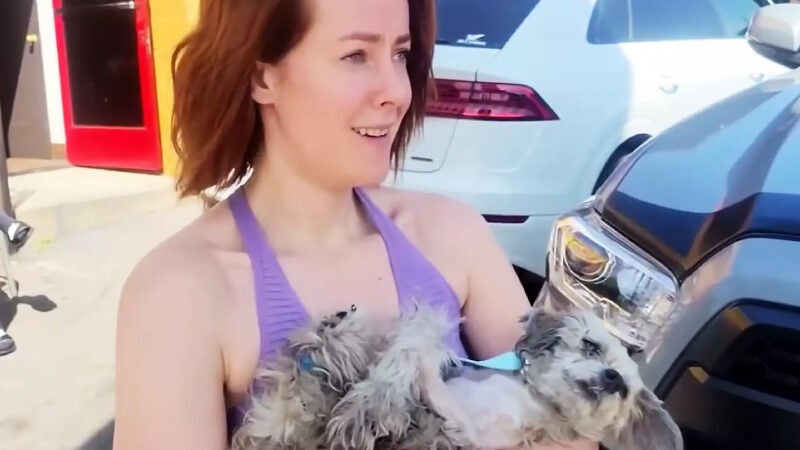 Jena Malone, atriz de Jogos Vorazes, resgata cão que era espancado