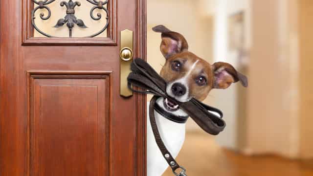 Justiça determina que tutora se desfaça de seus três cachorros porque ‘latidos excessivos’ incomodam a vizinha