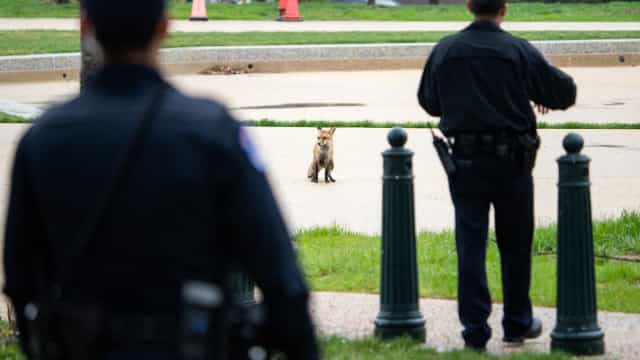 Raposa infectada com raiva morde congressista e mais oito pessoas nos EUA