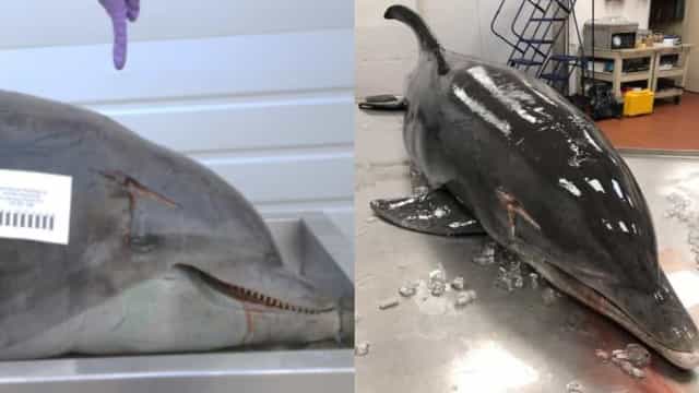 Golfinho é torturado com lança na cabeça enquanto ainda estava vivo