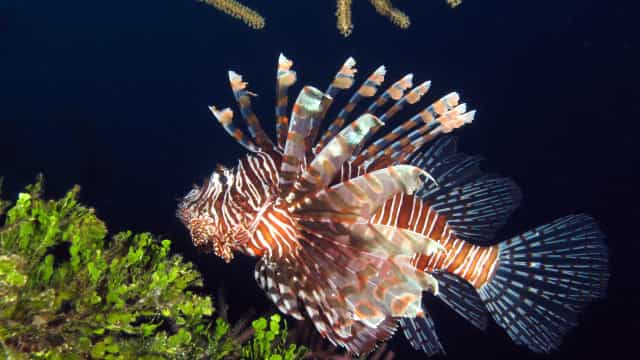 Pescador é envenenado por peixe-leão no litoral do Ceará