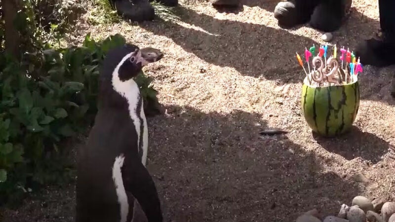 Zoo comemora 32 anos do pinguim mais velho do mundo com bolo de peixe