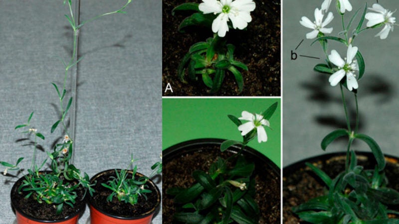 Cientistas revivem planta de 32 mil anos da era glacial