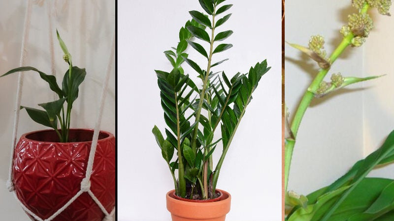 3 plantas dentro de casa filtram poluição em 20 por cento mostra pesquisa